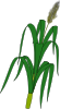 Wheat Plant Food Clip Art
